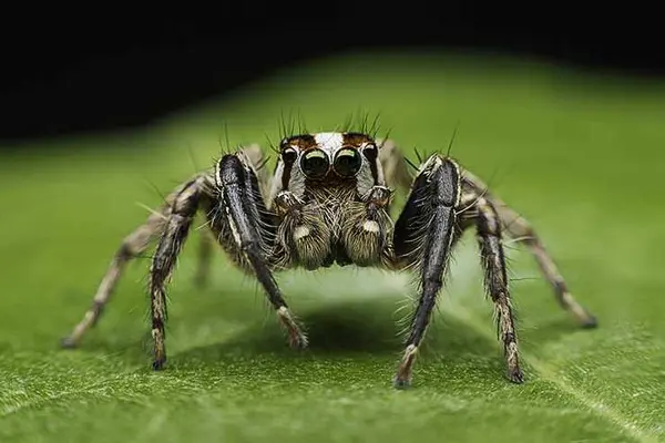 How do you spot a modern spider?