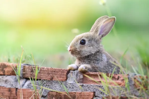 What do you get if you cross an insect with the Easter rabbit?
