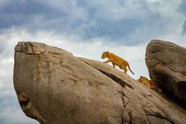 What do you say to Simba when he's moving too slowly?