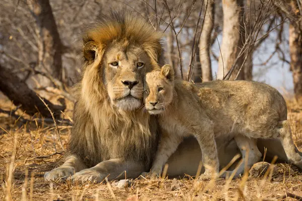Why is the lion so happy with his sons?
