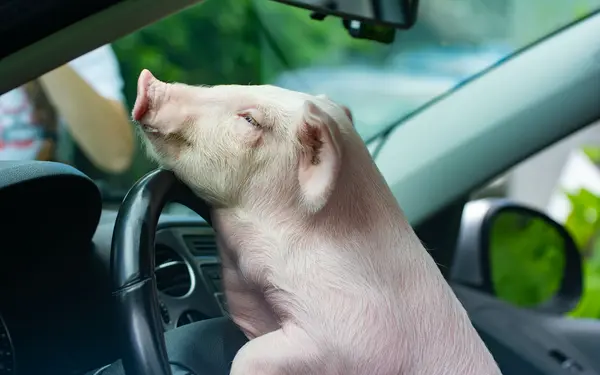 What do you call a pig that's been arrested for bad driving?