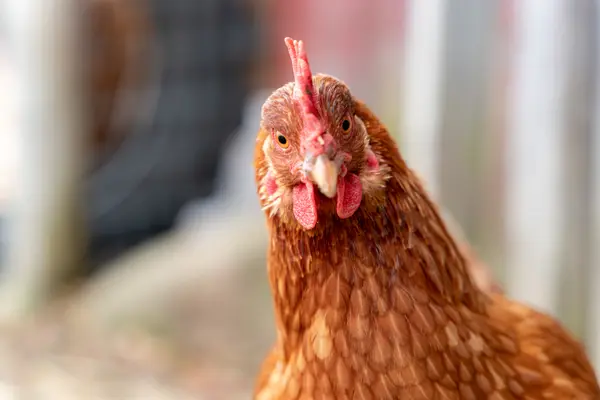 Why did the chicken go to the seance?