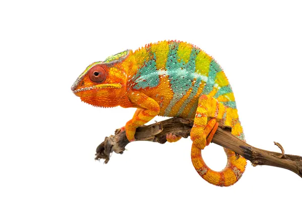 What's a chameleon's favorite issue to talk about?