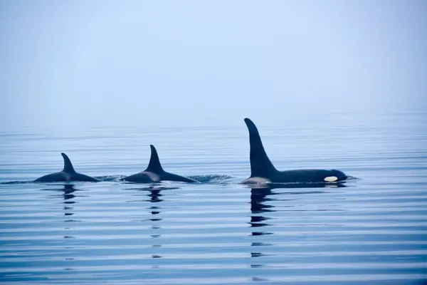 Why do orcas love to gossip?