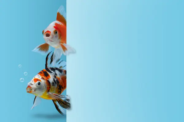 What fish is a big hit at children's birthday parties?