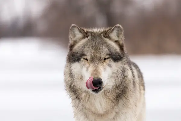 Why don't wolves like fast food?