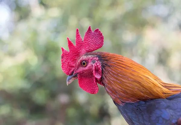 Why did the chicken come home penniless from Vegas?