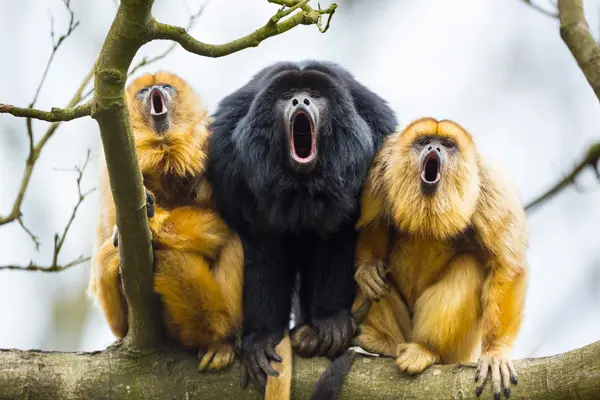 Why do howler monkey parents never get any sleep?