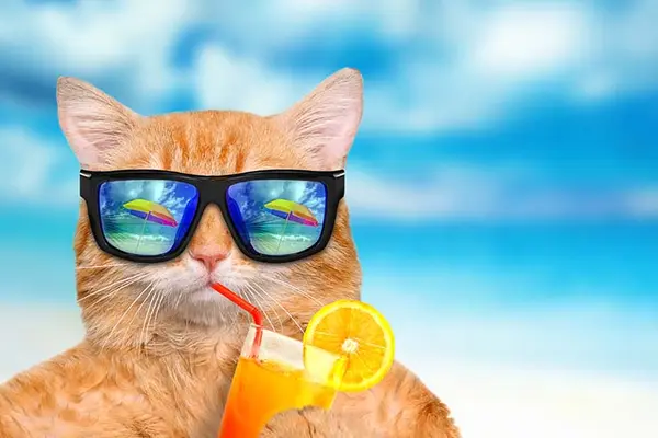 Where do cats go on vacation?