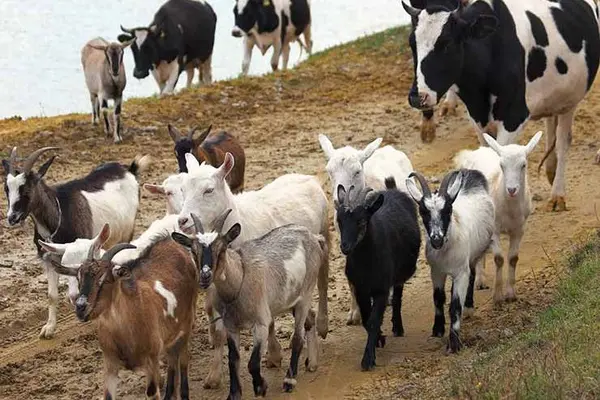 If you had fifteen cows and five goats what would you have?