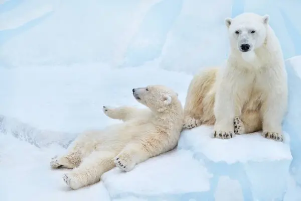 Where do polar bears store their money?