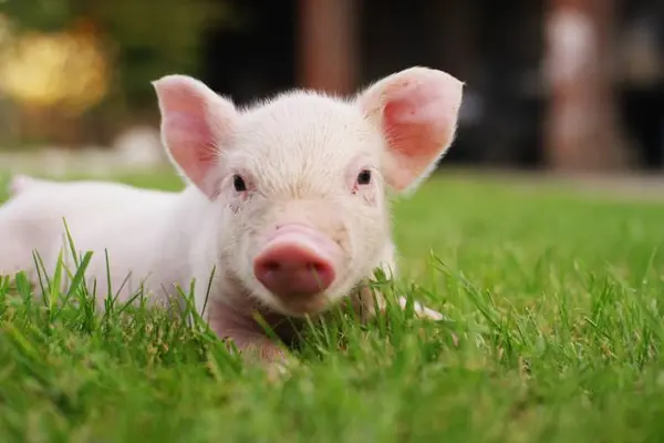 What do you call the pig that does karate?