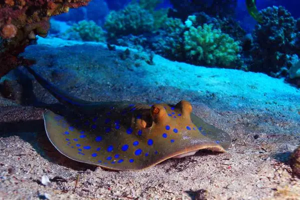 What sits at the bottom of the ocean and shakes?