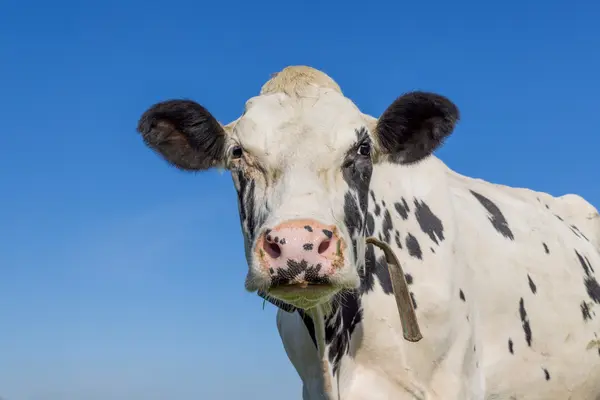 How do you know if a cow is having a rough day?