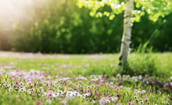 15 Flower Jokes That Will Shed Your Petals