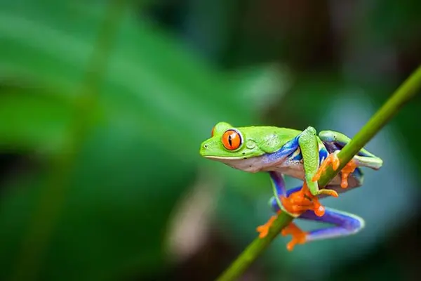 What happened when the frog joined the cricket team?