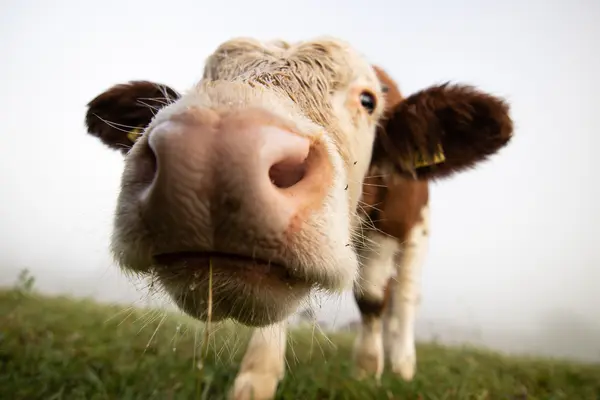 Why is it hard to talk to a shy cow?