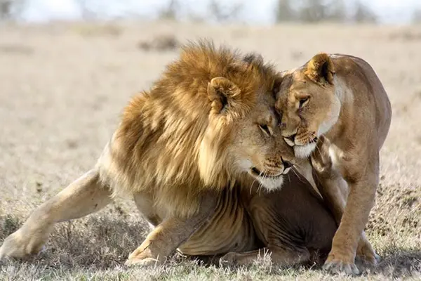 What does a female lion call her mate?