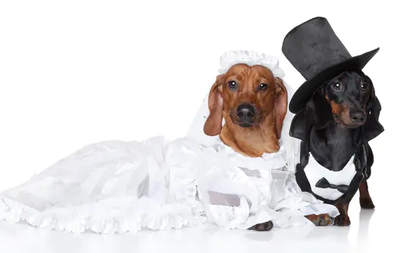 What's a dog's favorite dance at a wedding?