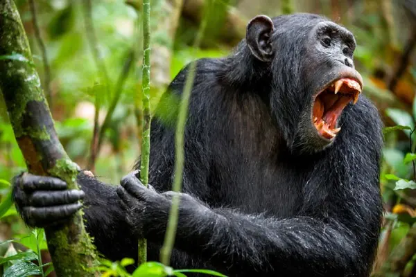 What animal cheers the loudest at sports games?