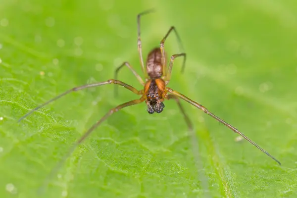 Which insect makes the best father?
