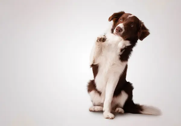 Why did the border collie get a raise?