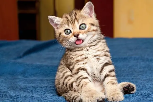 What do cats use to take notes in meetings?