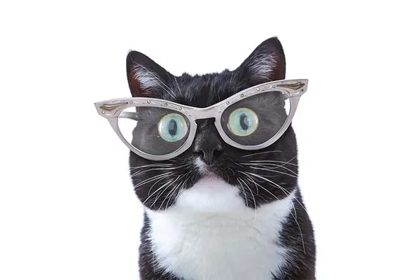 How many insurance policies do cats need?