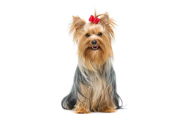 What is a terrier's favorite type of pudding?