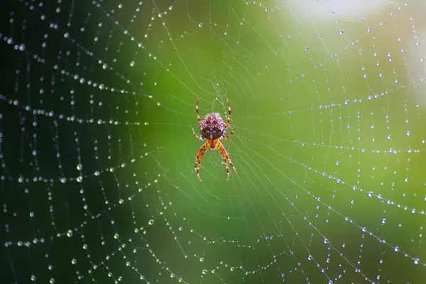 Why was the spider so smart?