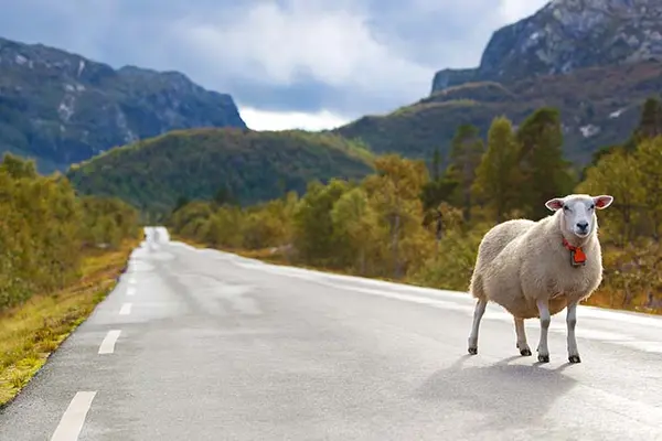 Why did the sheep run across the busy highway?