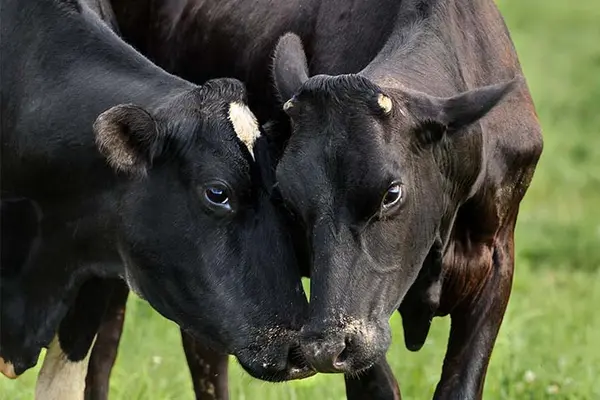 What do you call it when two male cows argue?