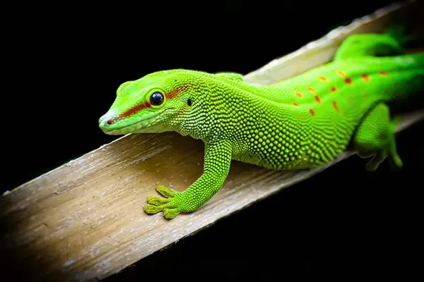 Why did the lizard go on a diet?