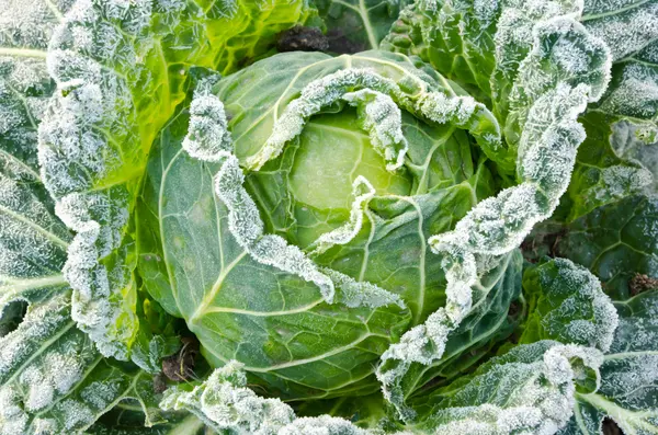 What's the coldest vegetable?