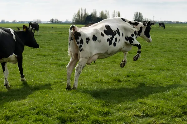 What sound do you hear when a cow breaks the sound barrier?
