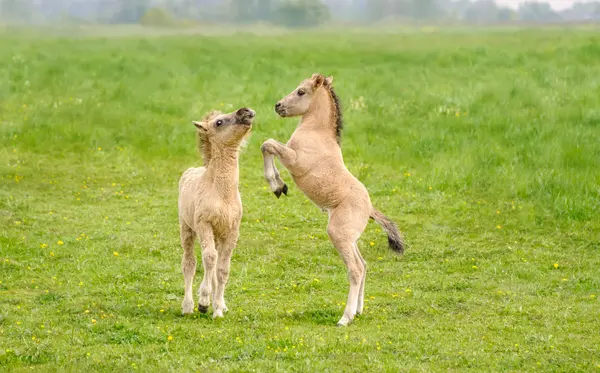 What sport do horses love to play?
