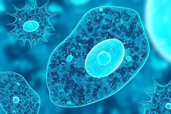 How do amoebas make calls?