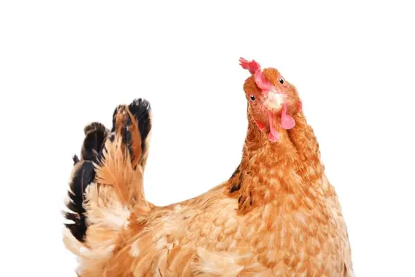 What do you call the hen that regularly counts her eggs?