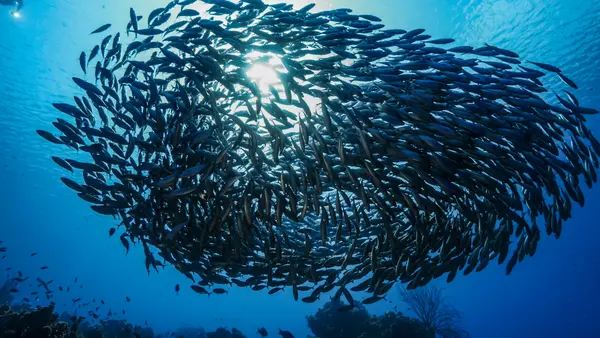 OK, that's enough fish puns.