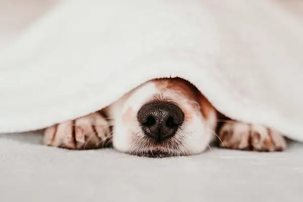 What do you call dogs that rarely bark?