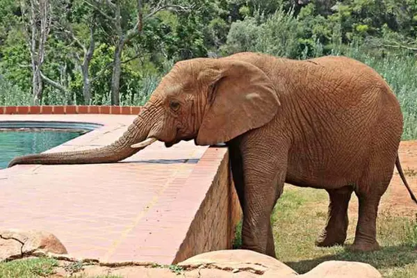 Why were the elephants thrown out of the swimming pool?