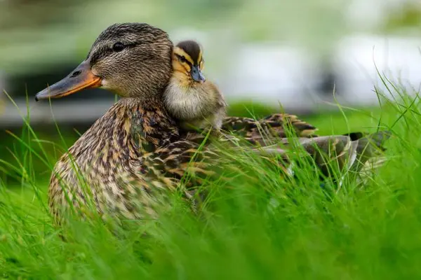 What's a duck's favorite TV show?