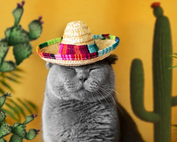 What's a cat's favorite type of Mexican food?