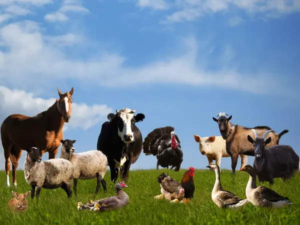 What did the goat, cow, duck, and pig all call each other?
