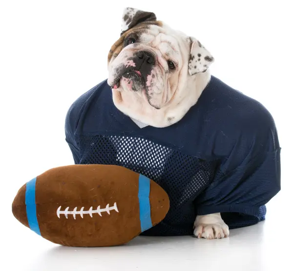 Which animals make the best football players?