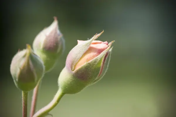 Why was the bud so shy?