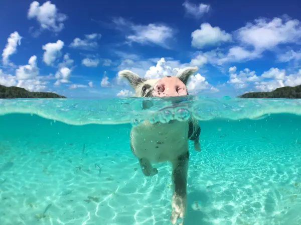 What do you call a pig who swims in the pool for too long during summer?