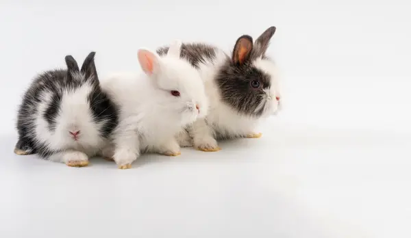 What do you call a group of bunnies hopping backwards?