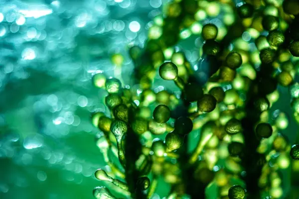 What does algae do when it's in trouble?