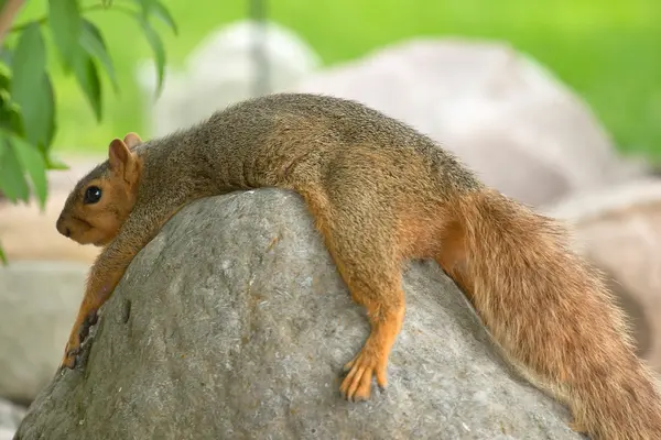 Where do squirrels go on vacation?